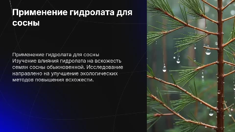 Оценка применения гидролата для всхожести семян сосны