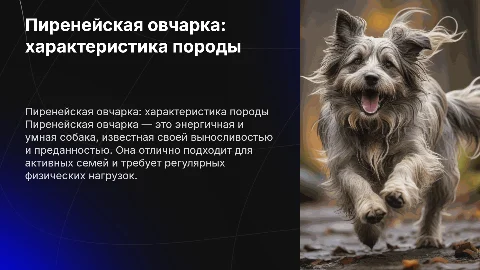 порода собаки пиренейская овчарка