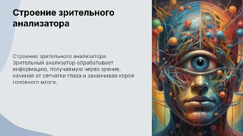 Строение и работа зрительного анализатора человека