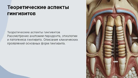 Теоретические аспекты гингивитов: анатомия и патогенез