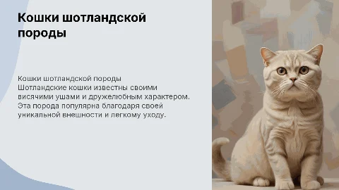 Презентация про кошек шотландской породы