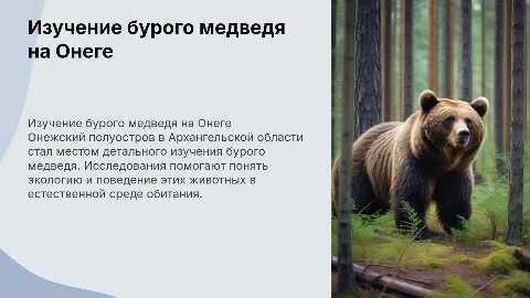 Изучение бурого медведя на Онежском полуострове