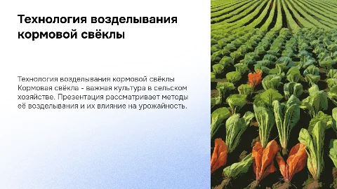 Технология возделывания кормовой свёклы