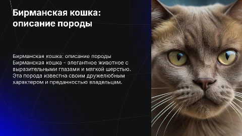 Бирманская кошка: описание породы и уход за ней