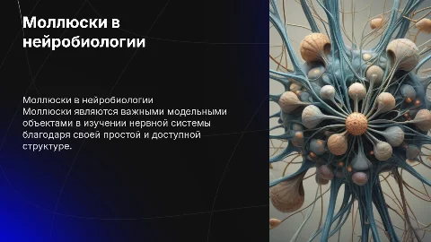 Моллюски как модельный объект в нейробиологии