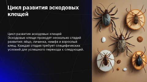 Цикл развития эскодовых клещей