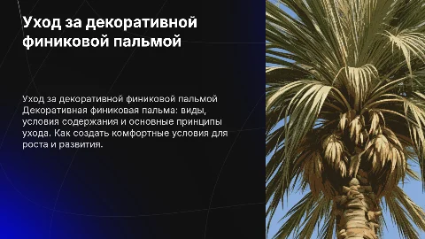 декоративная финиковая пальма общие сведения и уход