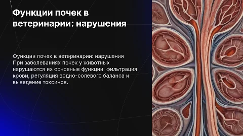Основные функции почек и их нарушения в ветеринарии