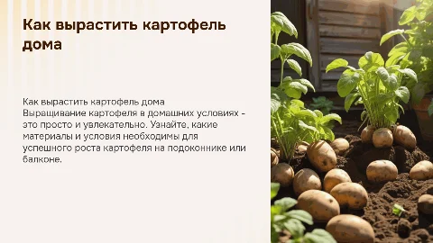 как вырастить картофель в домашних условиях