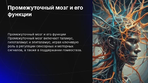 Промежуточный мозг: таламус, гипоталамус и их функции
