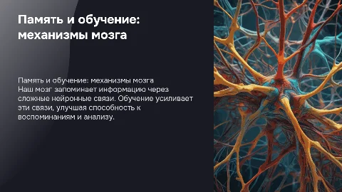 Память и обучение: как мозг запоминает информацию