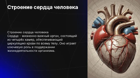 Строение сердца