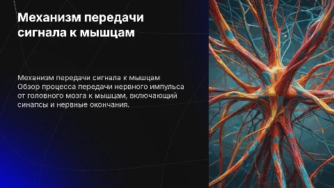 Механизм передачи сигнала к мышцам