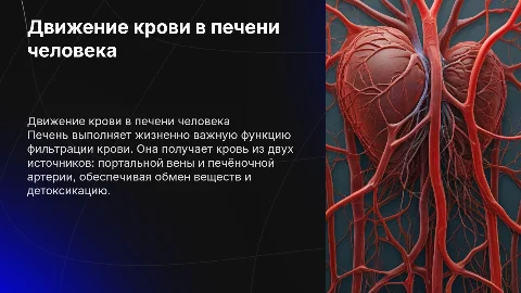 движение крови в печени