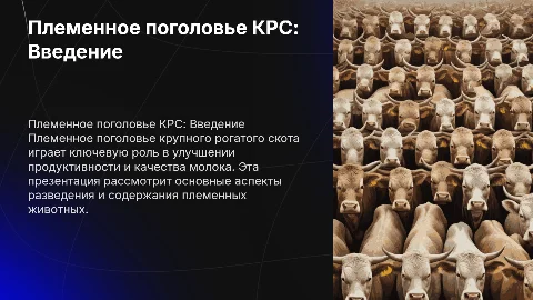 Племенное поголовье КРС