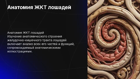 Анатомическое строение ЖКТ лошадей с анатомическими картинками
