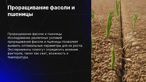 Проращивание фасоли и пшеницы в разных условиях