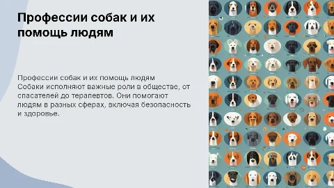 Профессии собак: как они помогают людям