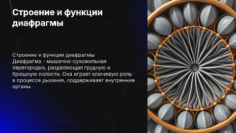 строение и функции диафрагмы