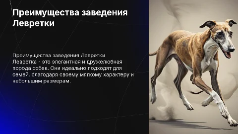 Почему мы должны завести собаку породы Левретка