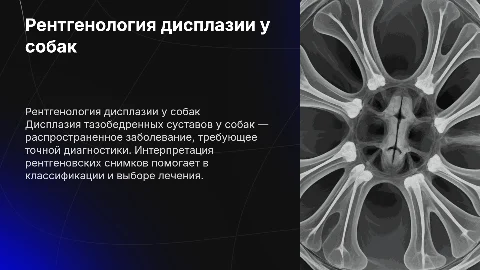 Рентгенологические признаки дисплазии тазобедренных суставов у собак