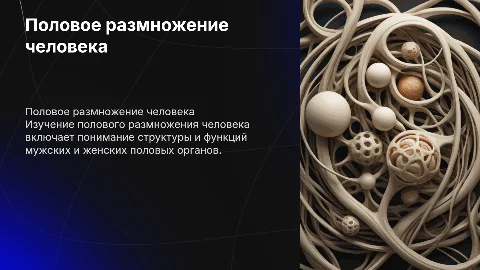 Половое размножение человека: органы и их функции