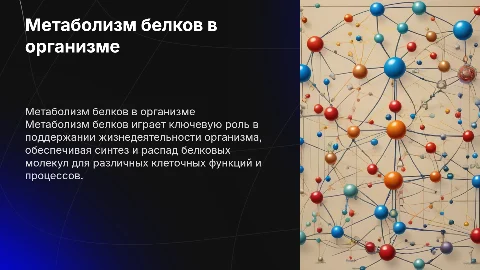 Метаболизм белков в организме презентация 30 слайдов