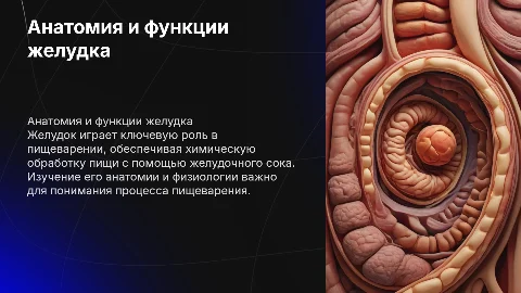 Анатомия и физиология желудка: роль желудочного сока