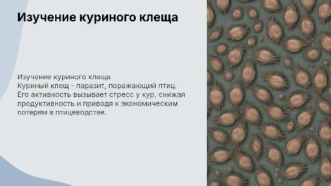 Куриный клещ