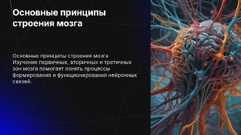 Основные принципы строения мозга и его зоны