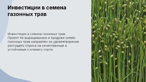 инвестиционный проект по выращиванию семян газонных трав