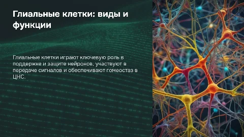 Глиальные клетки: виды, свойства и функции