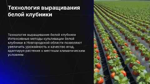 Интенсивная технология возделывания белой клубники