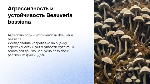 Презентация для диплома по биологии: Beauveria bassiana