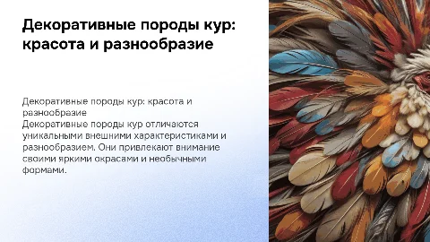 декоративные породы кур