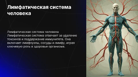 Лимфатическая система человека