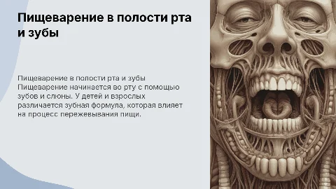 Пищеварение в полости рта: зубная формула детей и взрослых