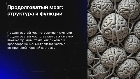 продолговатый мозг