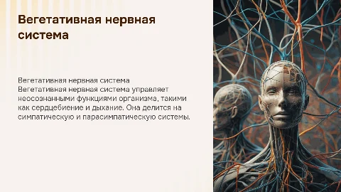 Вегетативная нервная система. Общий план строения