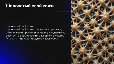 шиповатый слой кожи
