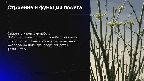 строение побега