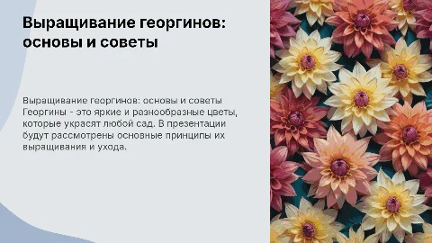 выращивание георгина