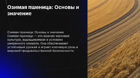 Озимая пшеница