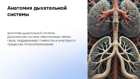 Анатомия дыхательной системы