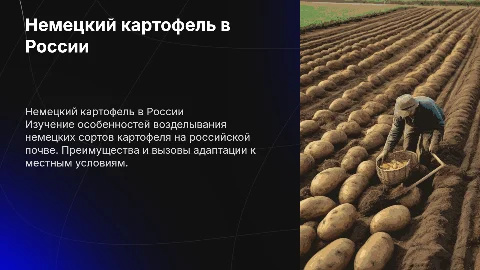 Немецкий сорт картошки возделываемый в России