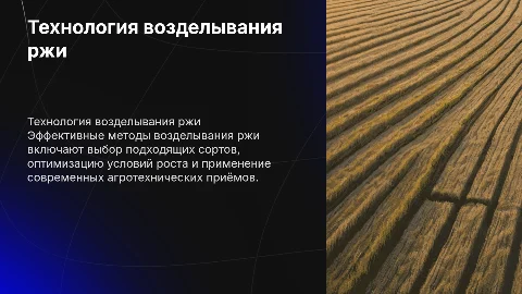 Технология возделывания ржи