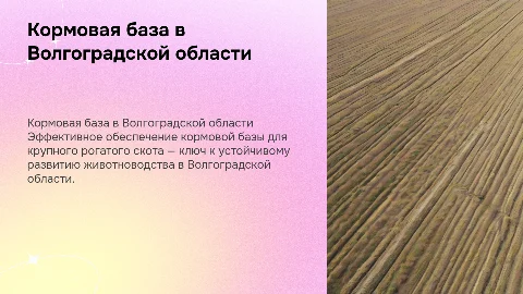 Обеспечение кормовой базы КРС в Волгоградской области