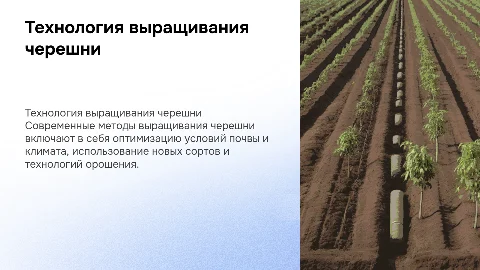Технология возделывания черешни
