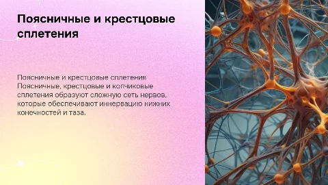 поясничные крестцовые и копчиковые сплетения