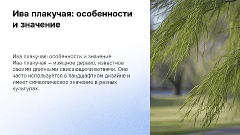 Ива плакучая